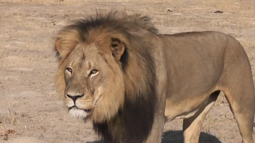 Two Zimbabweans freed on bail in death of Cecil the lion