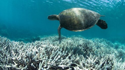 Climate change could kill all of Earth’s coral reefs by 2100, scientists warn