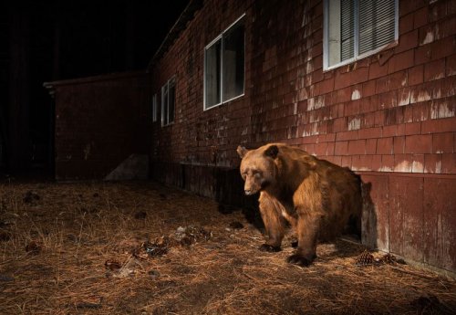 ‘Cities gone wild’: A photographer tracks animals in their urban habitats