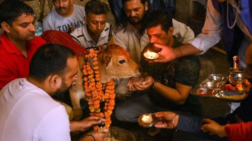 India Tried To Rebrand Valentine s Day As Hug A Cow Day Here s How india-tried-to-rebrand-valentine-s-day-as-hug-a-cow-day-here-s-how