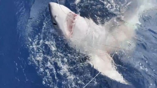 ‘You guys got a giant great white!’: Boy hooks catch of a lifetime