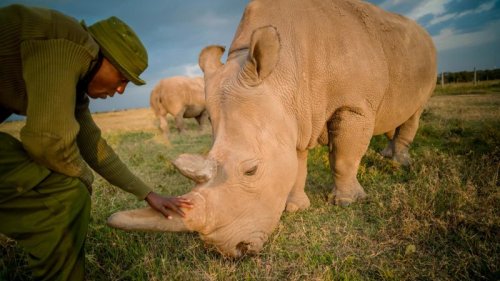 Eggs extracted from the last 2 northern white rhinos may save the species