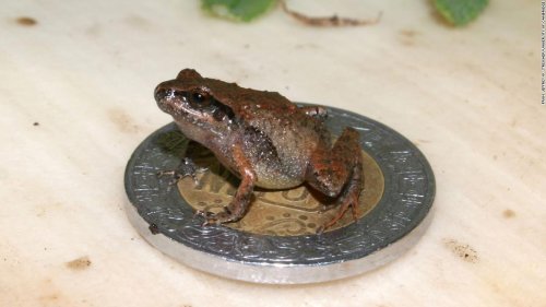 Six new species of miniature frog have been discovered in Mexico
