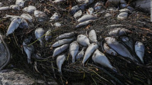 Biden Aims To Restore Species Protections Weakened By Trump Flipboard