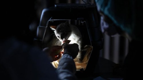 Hundreds of pets were rescued following Venezuela’s earthquakes. Now they’re looking for their families