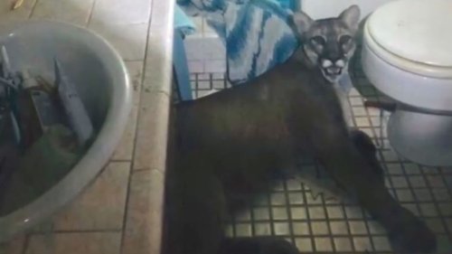 Police were called to a California home. They found a mountain lion trapped in the bathroom.