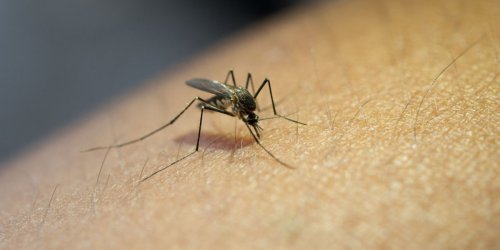 Brasil bate recorde de mortes por dengue; são mais de três milhões de casos | CNN Brasil