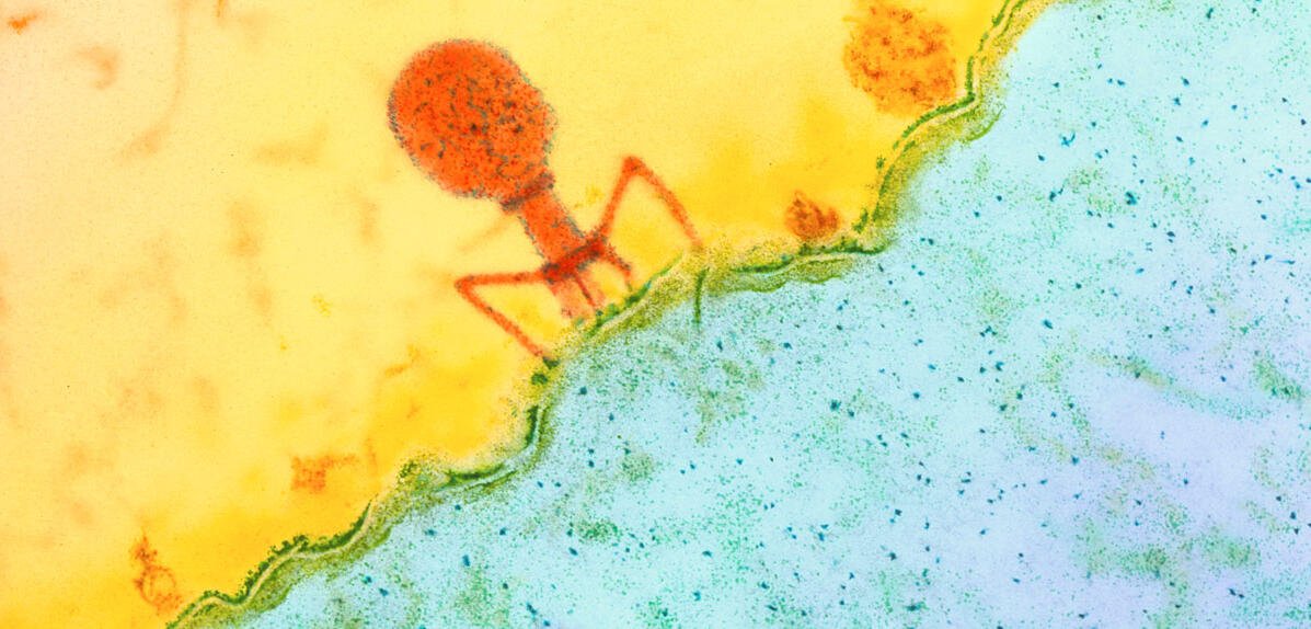 Bactériophages : la médecine devient virale