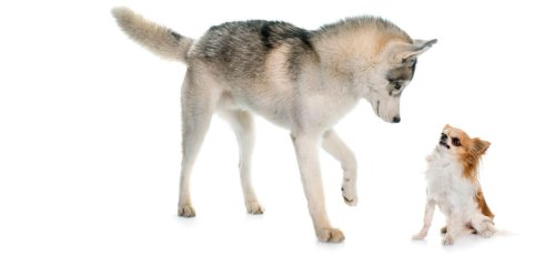 Comment le chien a redécouvert l'Amérique