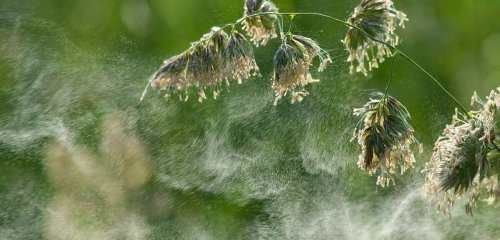 Allergies respiratoires du printemps : quand le système immunitaire s’emballe