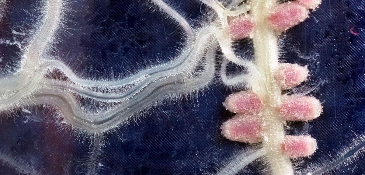 Les étonnants pouvoirs du microbiote végétal