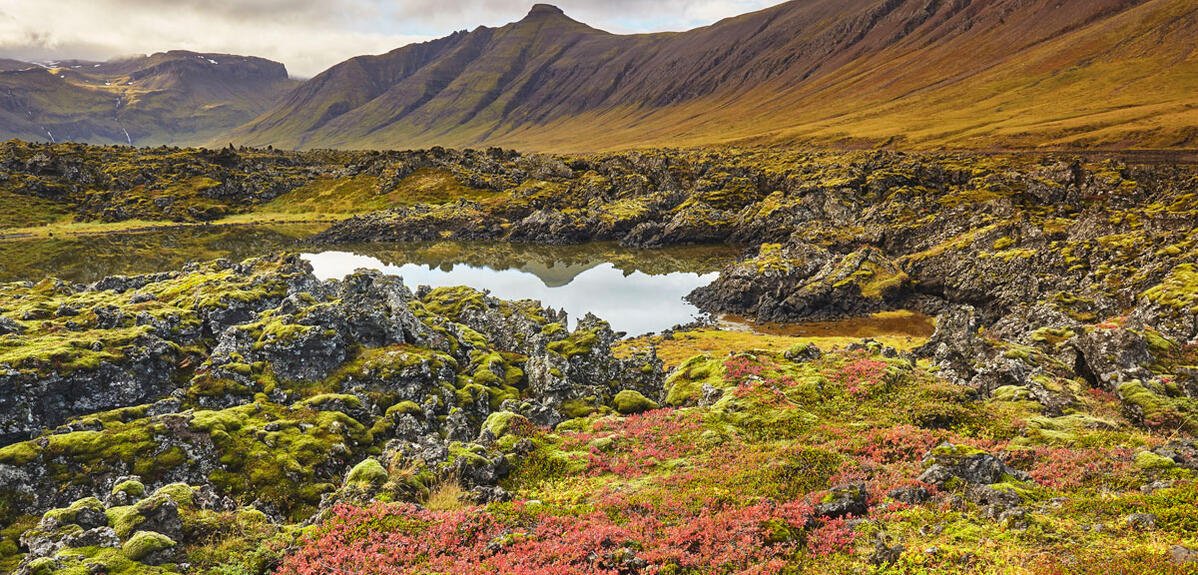 Et les plantes colonisèrent la terre ferme…