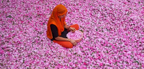 Roses : sur la piste des molécules au parfum enivrant