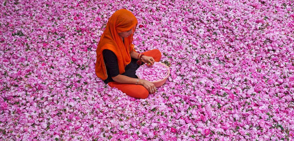 Roses : sur la piste des molécules au parfum enivrant