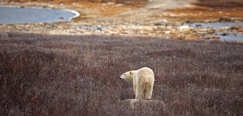 Biodiversity loss and climate change must be addressed together