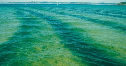 Comprendre le phénomène des marées vertes