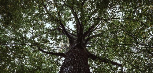 La forêt, un trésor à préserver