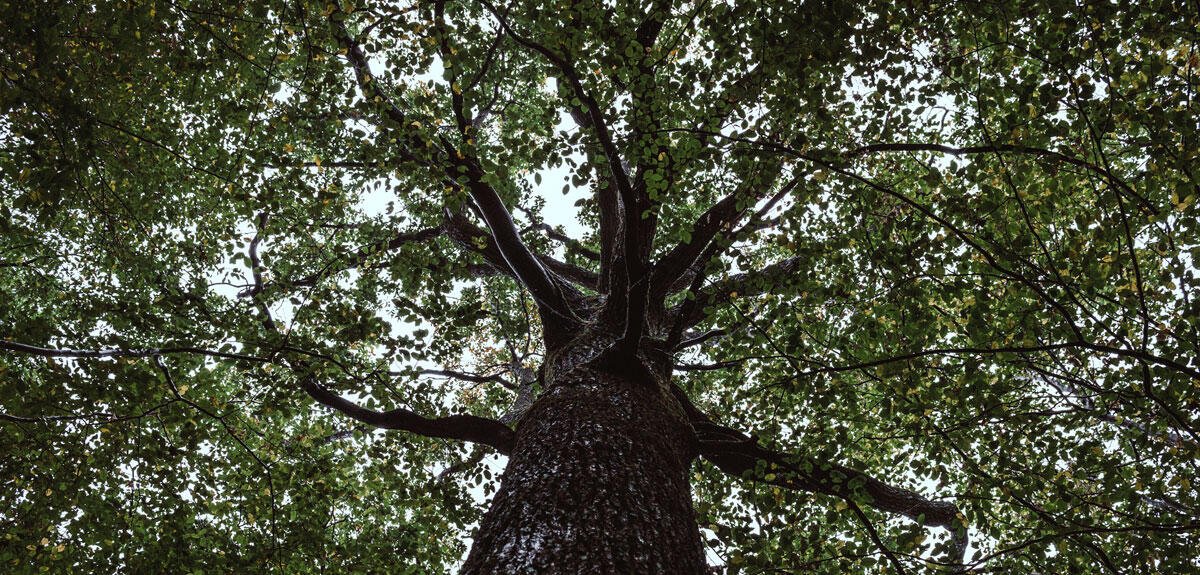 La forêt, un trésor à préserver