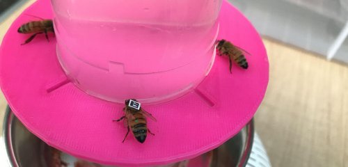 À Fukushima, des tests de cognition pour les insectes