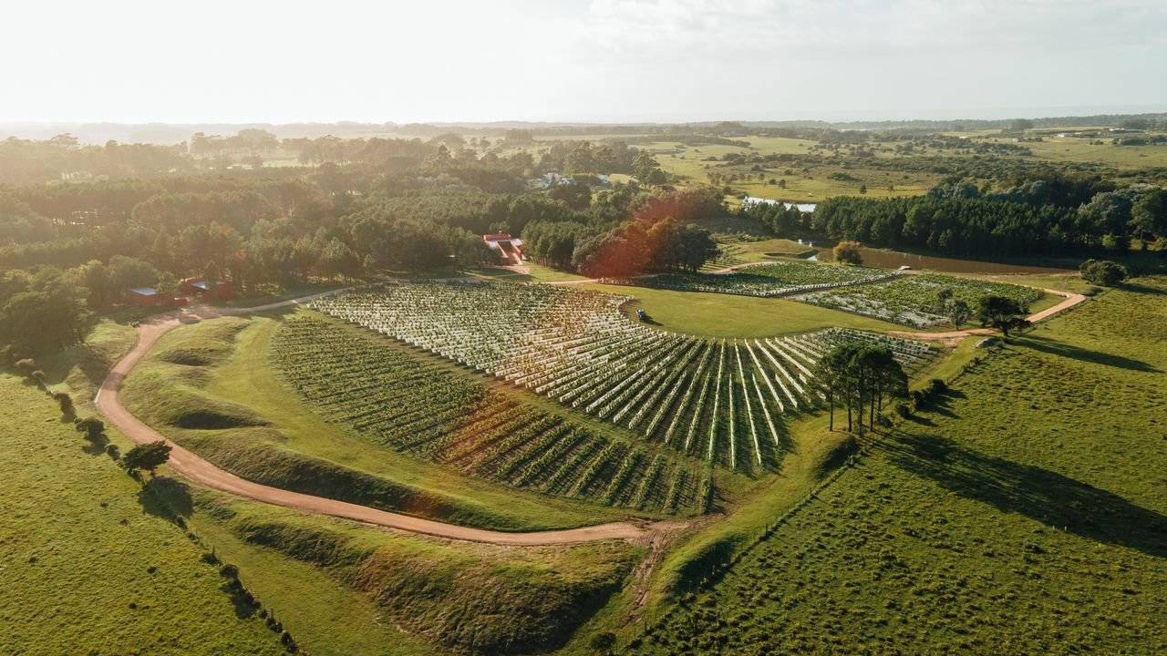 Uruguay's Punta del Este Has Quietly Become South America's Most Exciting Wine Destination