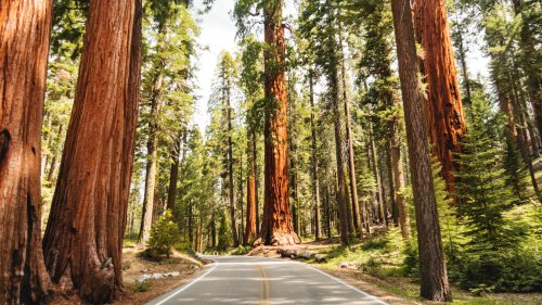 Redwood National and State Parks Guide: The Best Tree-Lined Hikes, Camping, and Cycling Routes