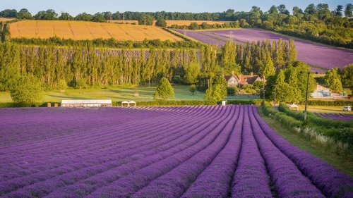 8 Beautiful Lavender Fields in the UK Blooming This Summer