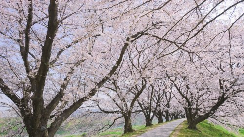 Where to find cherry blossoms in Japan | Flipboard