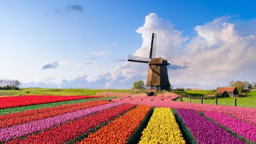 Die schönsten Orte für die Tulpenblüte in Holland 2025