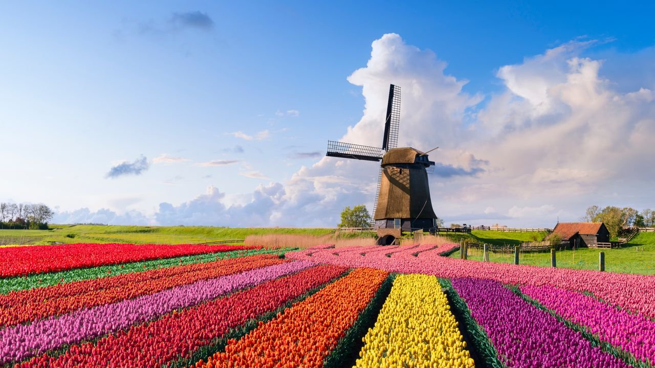 Die schönsten Orte für die Tulpenblüte in Holland 2025