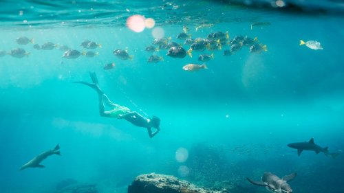 Die 10 besten Tauchplätze der Welt