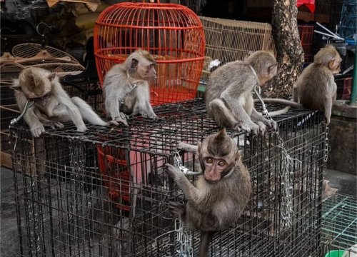 Trade of baby primates difficult to monitor, Bali authorities say