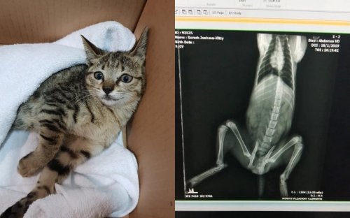 Urgent plea made for fosterers to take in injured kitten which had bottom half of body permanently paralyzed