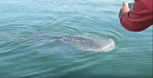 Stranded whale shark escapes grim fate after getting pushed back into the ocean