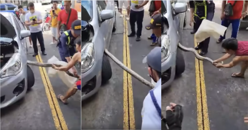 A snake was found at a Starbucks parking lot in Parañaque, to people’s amusement