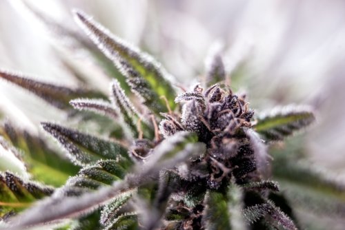 Are cannabis seeds legal in Australia?