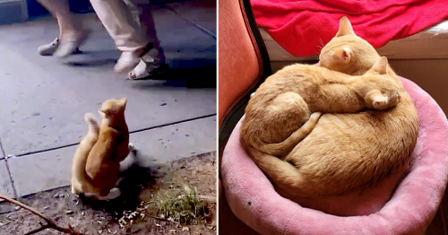 Abandoned 'Shop Cat' Simba Gets a Beautiful Second Chance