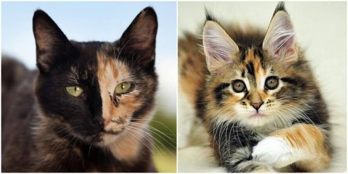 How To Tell The Difference Between Torbie, Tortie, Calico And Tabby Coat Color