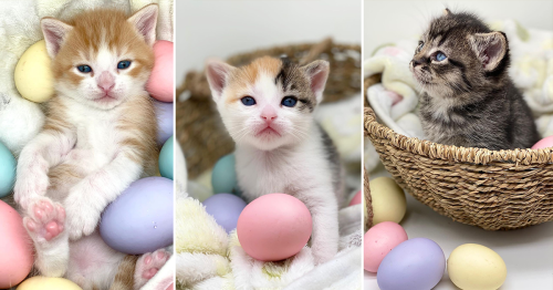 Meet Mama Freckles and Her Delightful Kitten 'Easter Eggs'