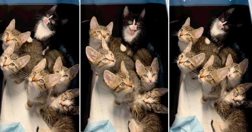 Rescued Brooklyn Kittens Form 'Synchronized Head Tilt Team'