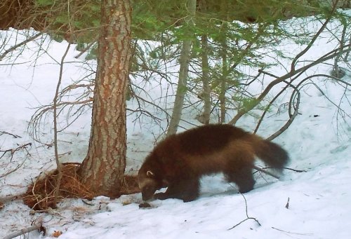Judge orders federal government to decide if wolverines, which have been spotted in Colorado, need protection