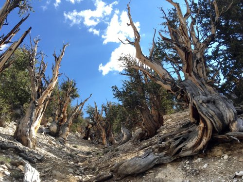 Colorado’s drought is bad. Tree ring history shows it could get a lot worse.