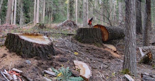 Why no one knows exactly how much old-growth forest we have left