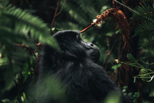 Op gorillatrekking in Oeganda, de schatkamer van Afrika