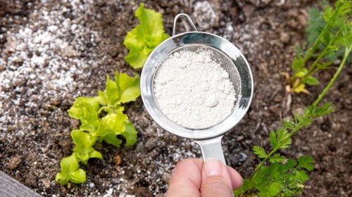 Le bicarbonate de soude : un puissant désherbant naturel