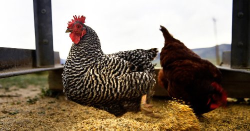 'A Huge Victory': Biden USDA Moves to Restore Animal Welfare Protections Shredded by Trump