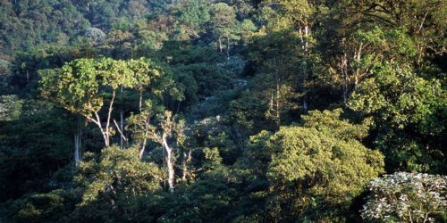 The Rights of Nature: A Paradigm Shift for Environmental Protection