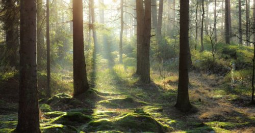 A Missed Opportunity: Rights of Nature Removed From New Draft of Post-2020 Global Biodiversity Framework