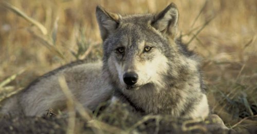 'Stunning and Supremely Disappointing': Biden Admin Moves to Appeal Gray Wolf Protections