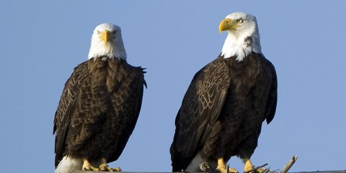 Outrage as Trump Blows Up Endangered Species Act Protection by Redefining One Word
