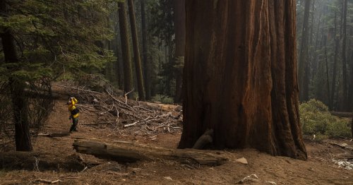 Conservationists Warn the 'Save Our Sequoias Act' Would Do the Opposite